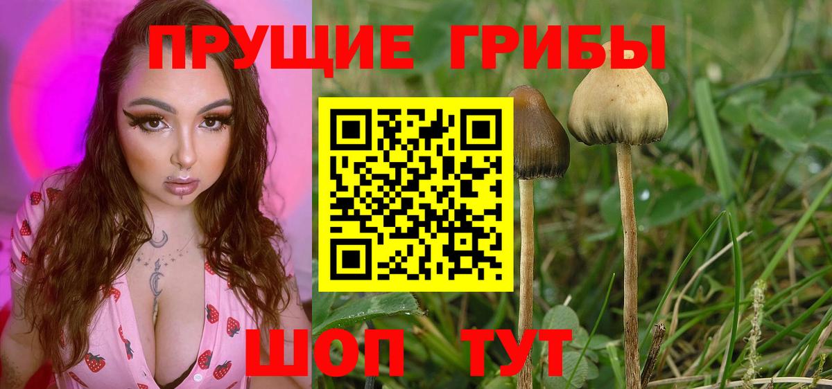 Галлюциногенные грибы GOLDEN TEACHER  Вход с VPN  купить наркоту  Псилоцибиновые грибы Magic Shrooms  Унеча 