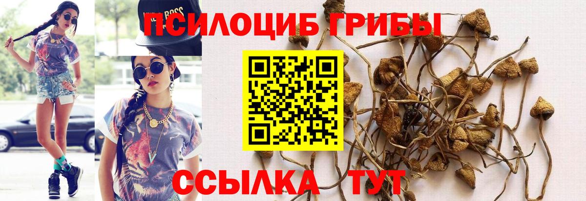 Псилоцибиновые грибы Psilocybine cubensis Унеча
